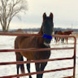 Meet your Posher, Violet